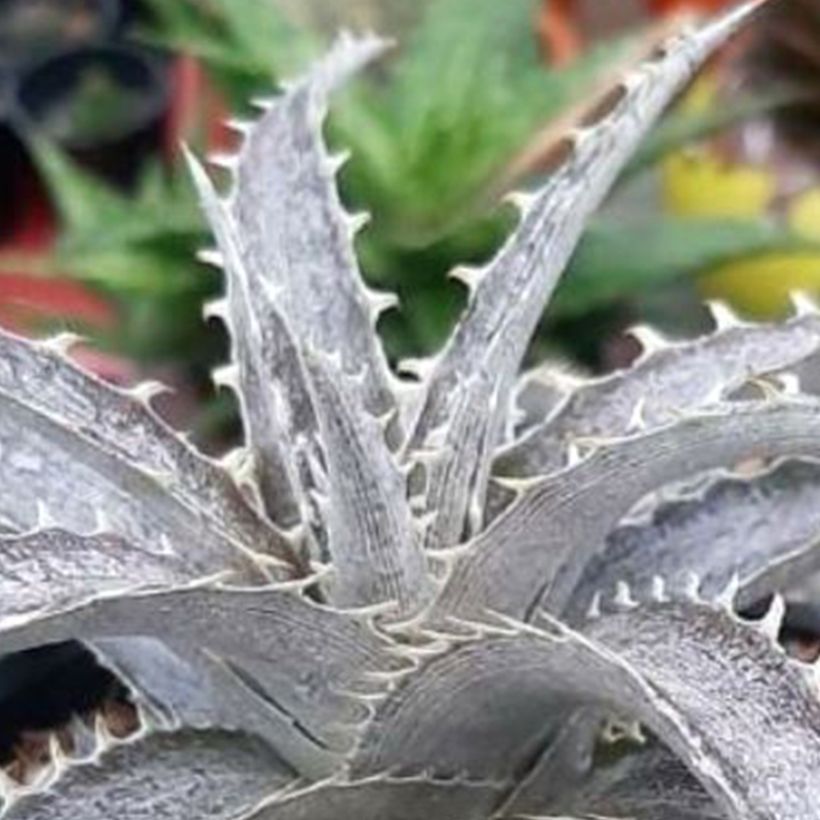 Dyckia Pale Rider (Lehvistö)