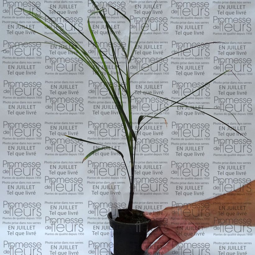 Esimerkki kesällä toimitetusta Dypsis plumosa Pot de 12 cm / 13 cm-taimesta