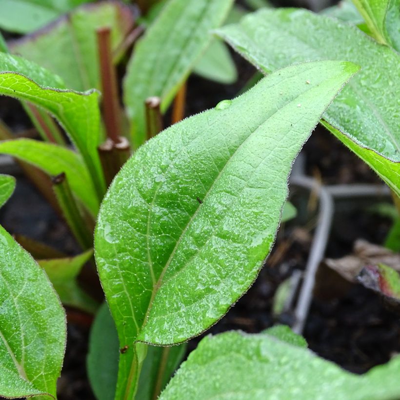 Kaunopunahattu Kismet Raspberry (Lehvistö)