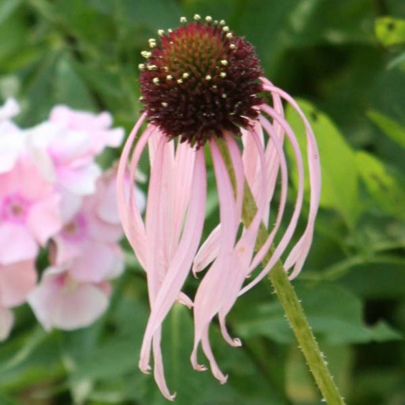 Rohtopunahattu - Echinacea pallida (Kukinta)