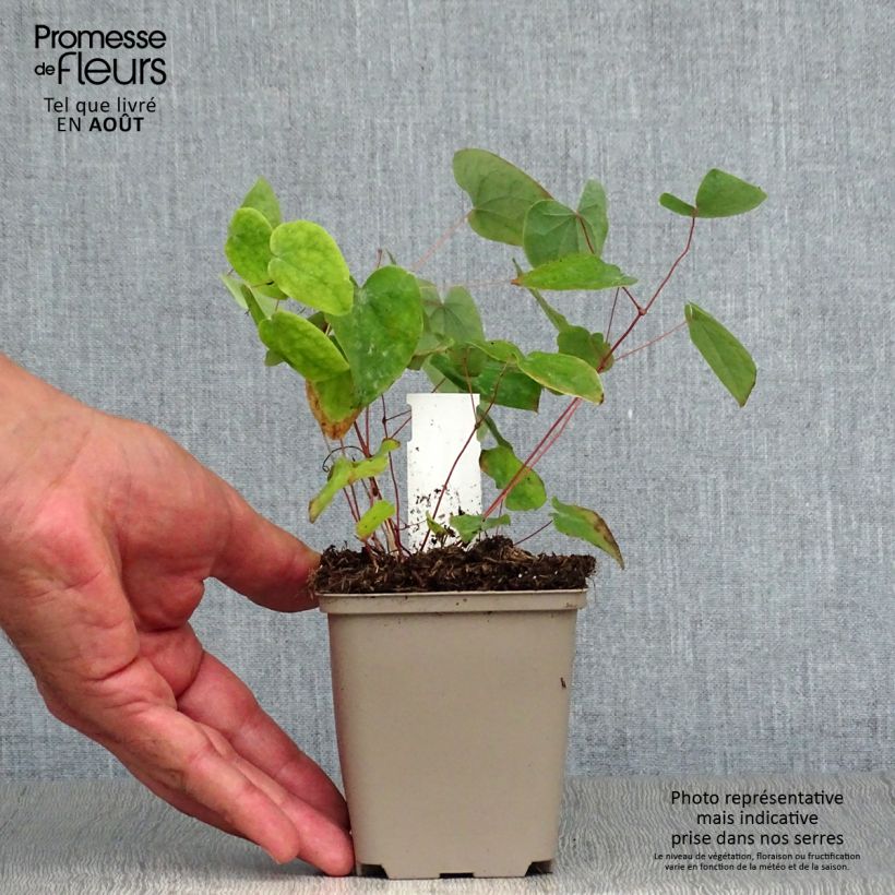Esimerkki kesällä toimitetusta Varjohiippa - Epimedium acuminatum Godet de 8/9 cm-taimesta