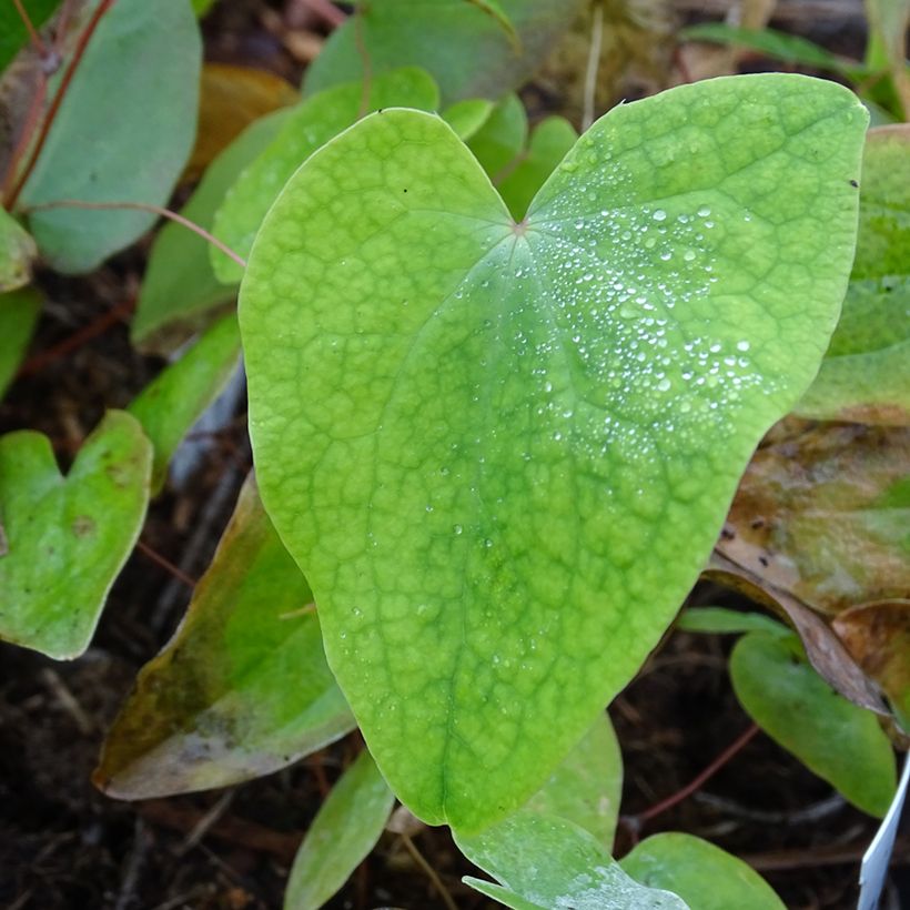 Varjohiippa - Epimedium acuminatum (Lehvistö)