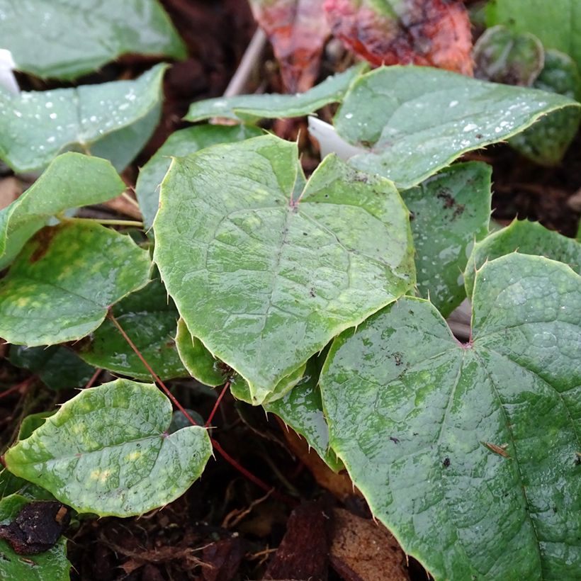 Varjohiippa - Epimedium brachyrrhizum (Lehvistö)