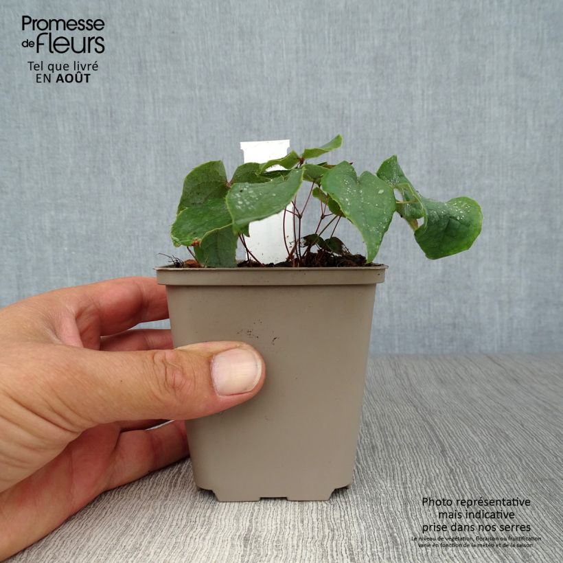 Esimerkki kesällä toimitetusta Varjohiippa - Epimedium brachyrrhizum Godet de 8/9 cm-taimesta