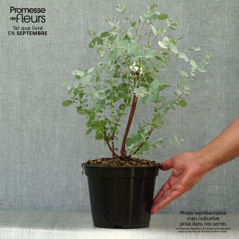 Esimerkki syksyllä toimitetusta Hopeaeukalyptus - Eucalyptus archeri 4 litran/5 litran ruukku-taimesta