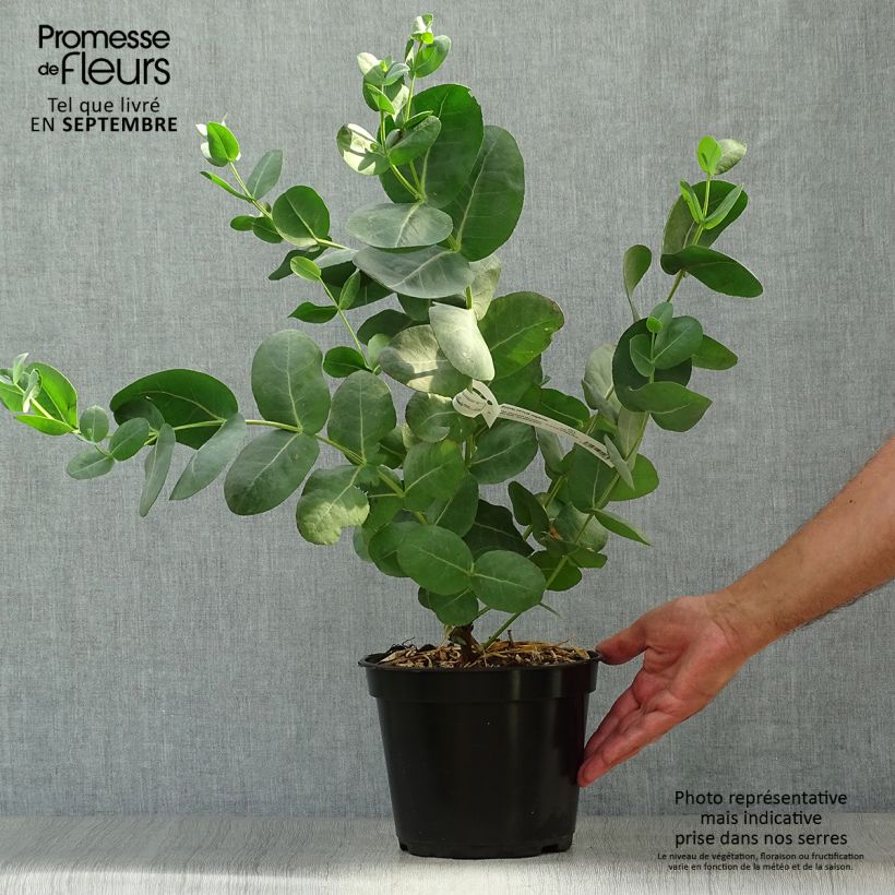 Esimerkki syksyllä toimitetusta Hopeaeukalyptus - Eucalyptus neglecta 4 litran/5 litran ruukku-taimesta