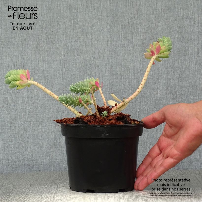 Esimerkki kesällä toimitetusta Rentotyräkki - Euphorbia myrsinites Ruukku 2L / 3L-taimesta