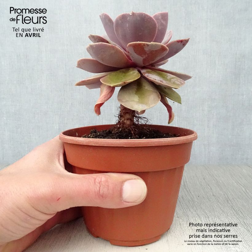 Example of Mehiruusukkee Perle Von Nürnberg Pot de 12 cm / 13 cm as you get in printemps