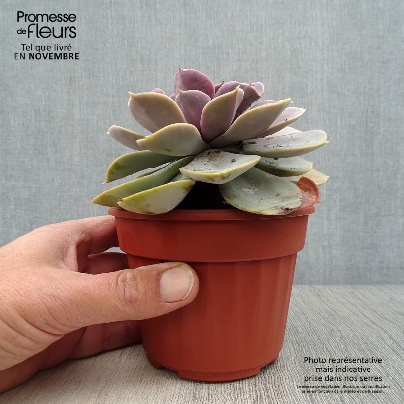 Esimerkki syksyllä toimitetusta Mehiruusukkee Perle Von Nürnberg 12 cm / 13 cm ruukku-taimesta