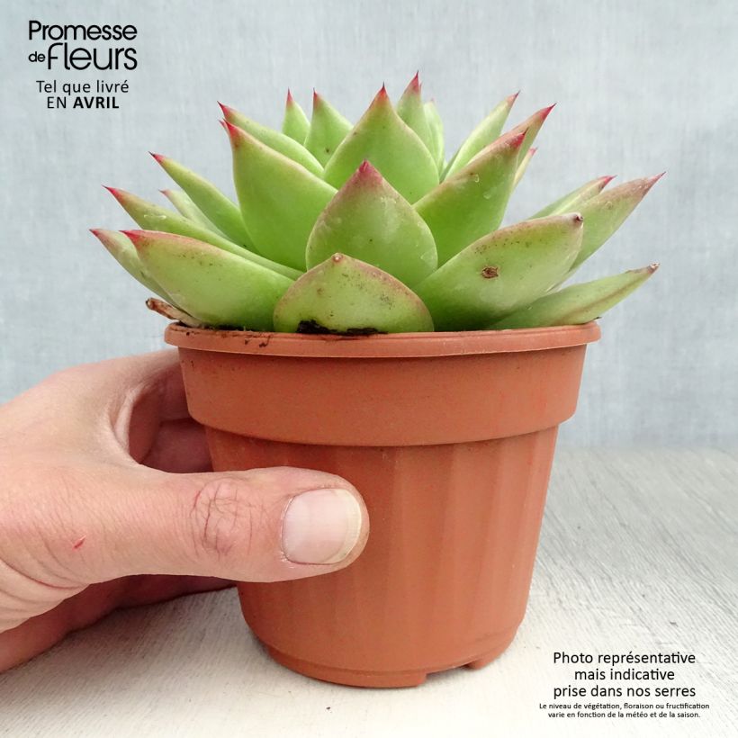 Example of Kuultomehiruusuke Ebony Pot de 12 cm / 13 cm as you get in printemps