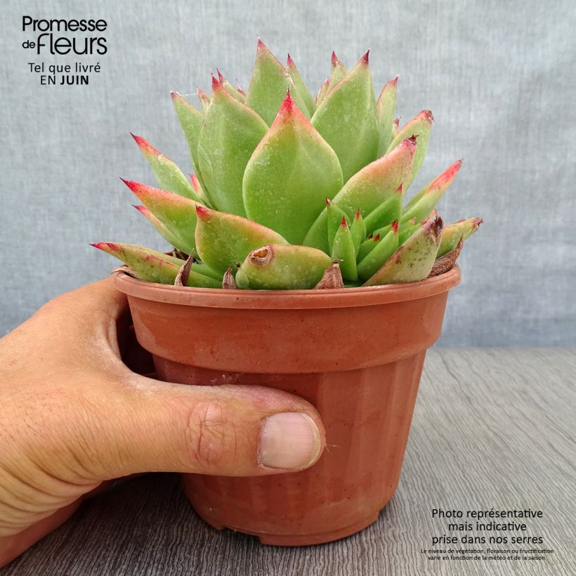 Esimerkki kesällä toimitetusta Kuultomehiruusuke Ebony Pot de 12 cm / 13 cm-taimesta