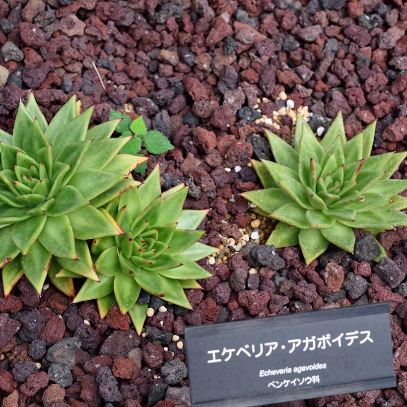 Kuultomehiruusuke - Echeveria agavoides (Plant habit)
