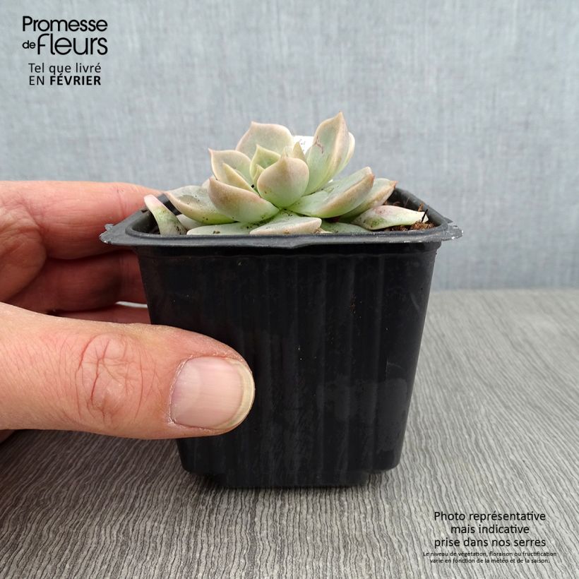 Esimerkki talvella toimitetusta Mätäsmehiruusuke - Echeveria derenbergii 8/9 cm taimiruukku-taimesta