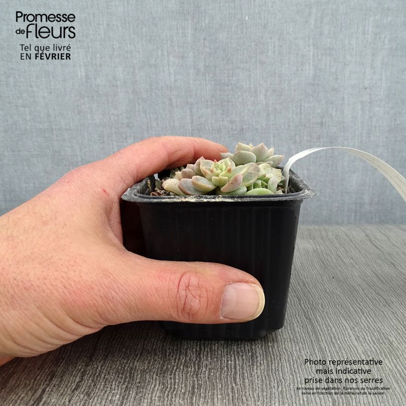 Esimerkki talvella toimitetusta Mehiruusuke Rose 8/9 cm taimiruukku-taimesta