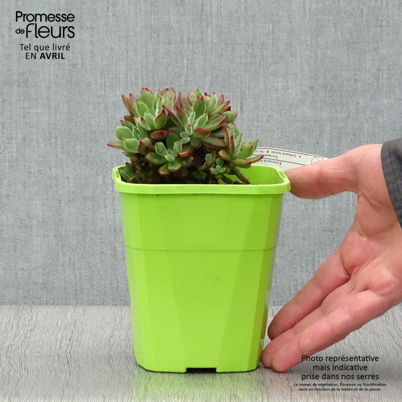Example of Mehiruusukkee Devotion Pot de 3L/4L as you get in printemps