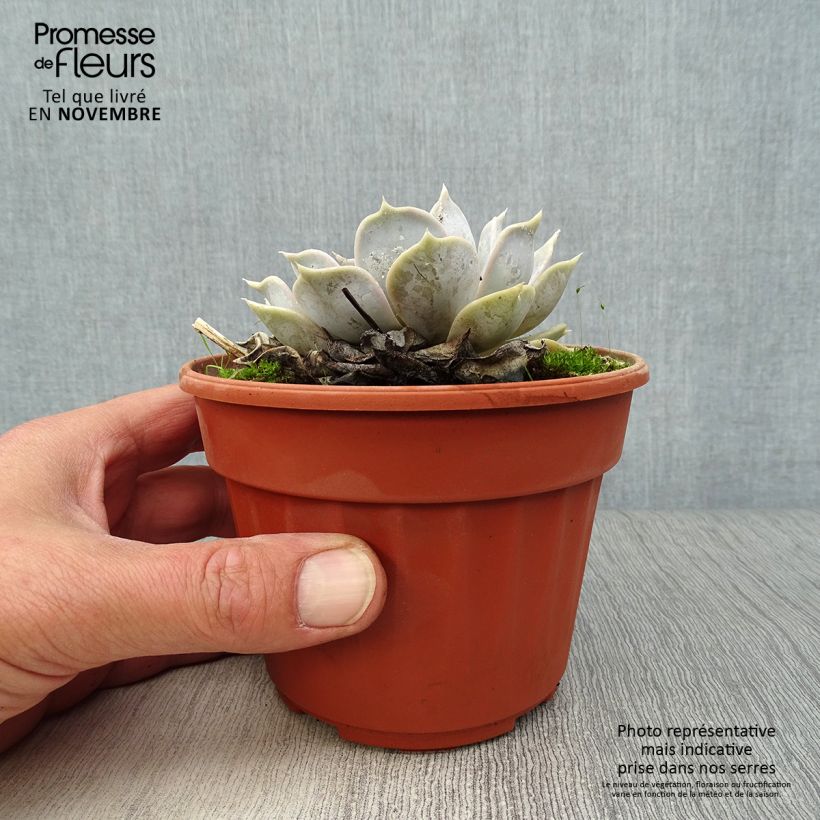 Esimerkki syksyllä toimitetusta Mehiruusukkee - Echeveria lilacina 1,5 litran / 2 litran kannu-taimesta
