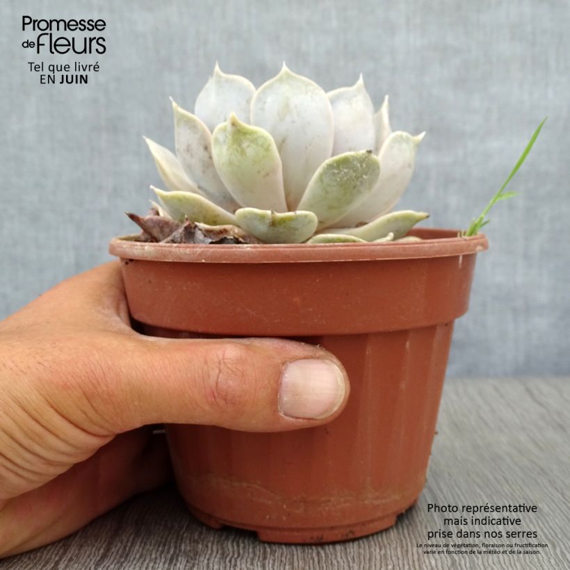 Esimerkki kesällä toimitetusta Mehiruusukkee - Echeveria lilacina Pot de 1,5L/2L-taimesta