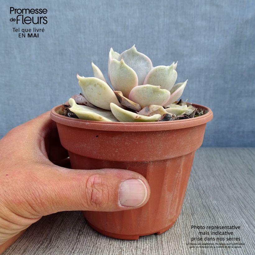 Example of Mehiruusukkee - Echeveria lilacina Pot de 1,5L/2L as you get in printemps