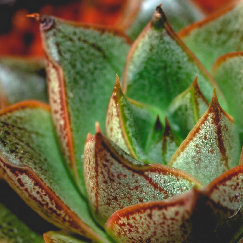 Mehiruusukkee - Echeveria purpusiorum (Lehvistö)