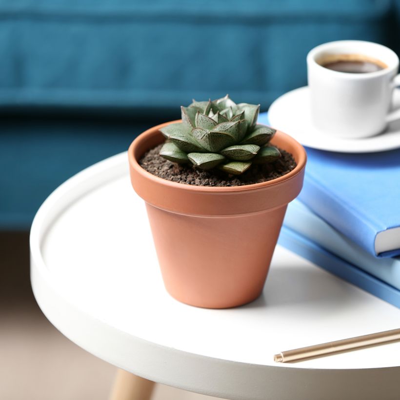Mehiruusukkee - Echeveria purpusiorum (Kasvutapa)