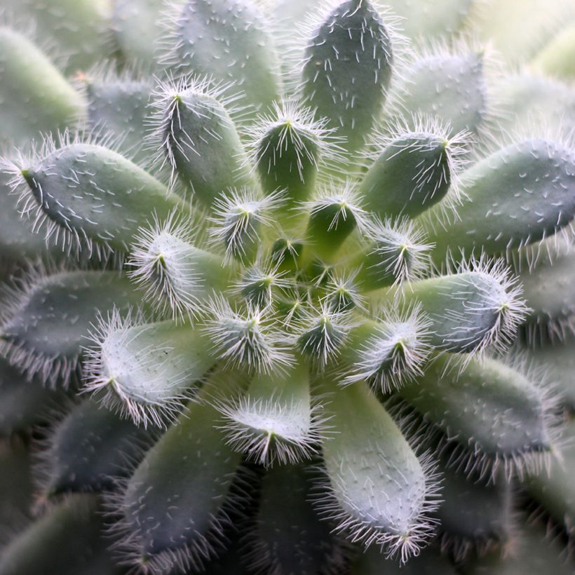Nukkamehiruusuke - Echeveria setosa (Foliage)