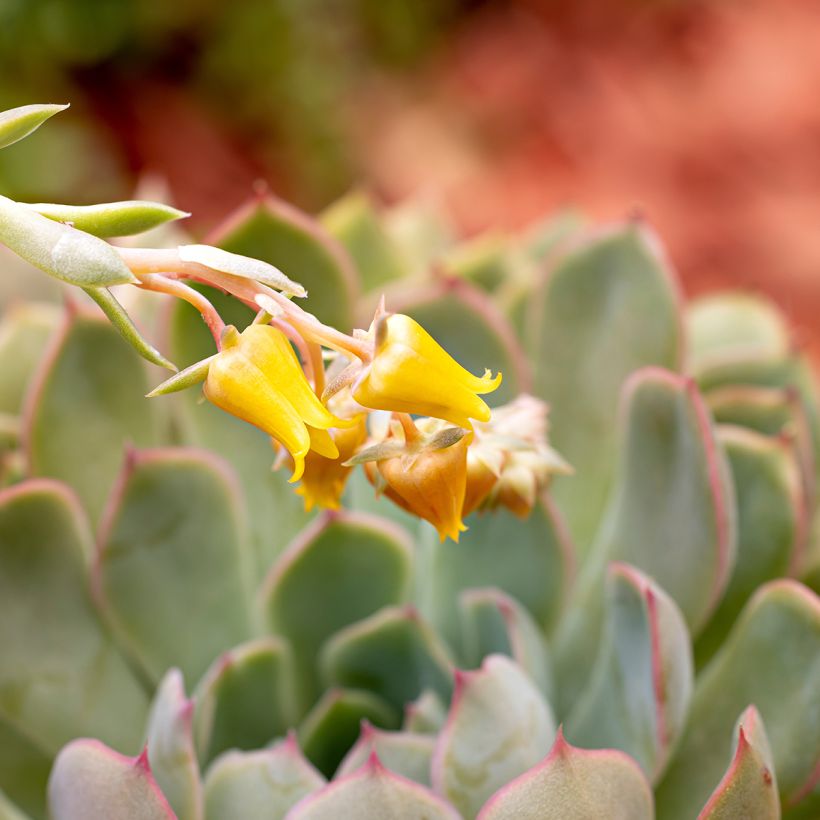 Mehiruusukkee - Echeveria pulidonis (Kukinta)