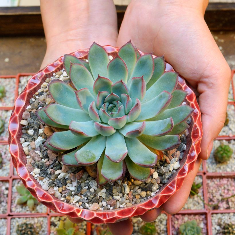 Mehiruusukkee - Echeveria pulidonis (Kasvutapa)