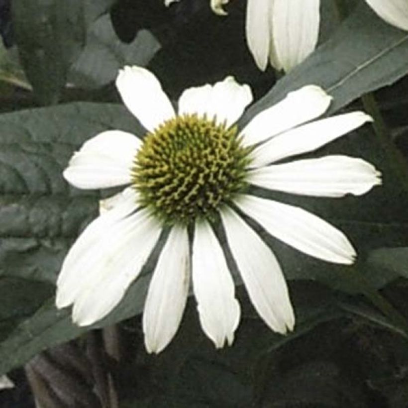Kaunopunahattu Virgin (Kukinta)