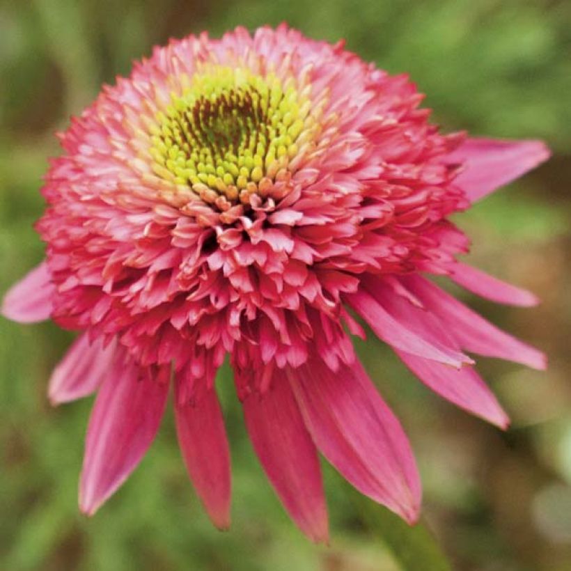Kaunopunahattu Catharina (Kukinta)
