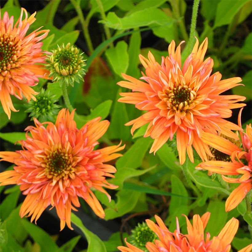 Kaunopunahattu Colourburst Orange (Kukinta)