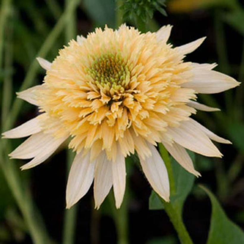 Kaunopunahattu Coupe Soleil (Kukinta)