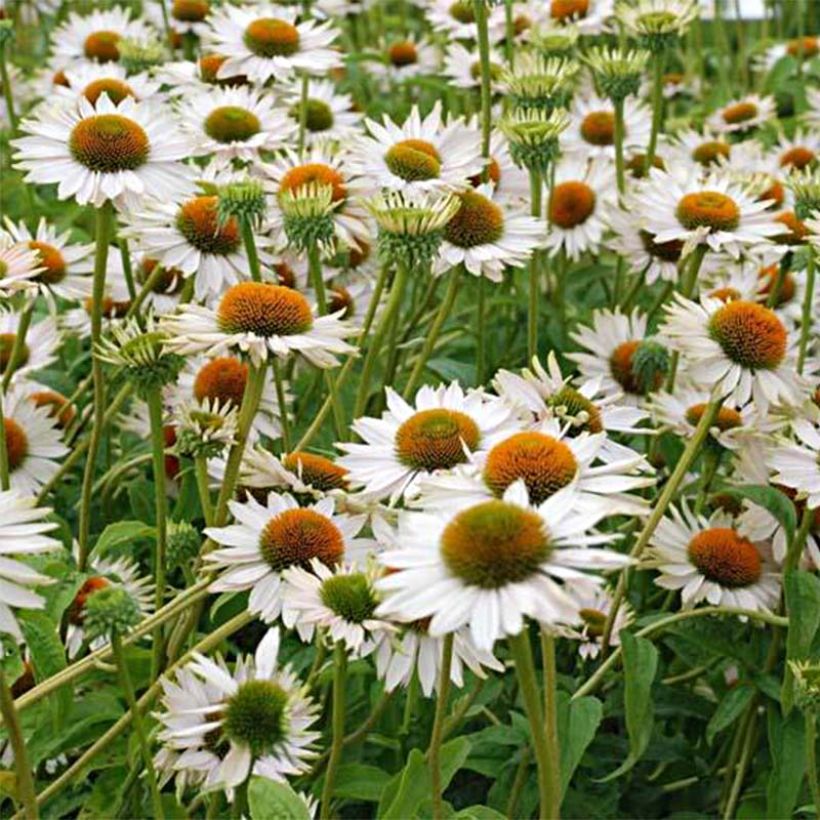 Kaunopunahattu Fragrant Angel (Kukinta)
