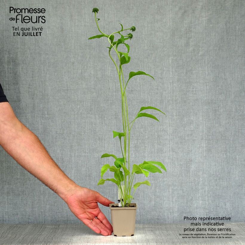 Esimerkki kesällä toimitetusta Kaunopunahattu Fragrant Angel Godet de 8/9 cm-taimesta