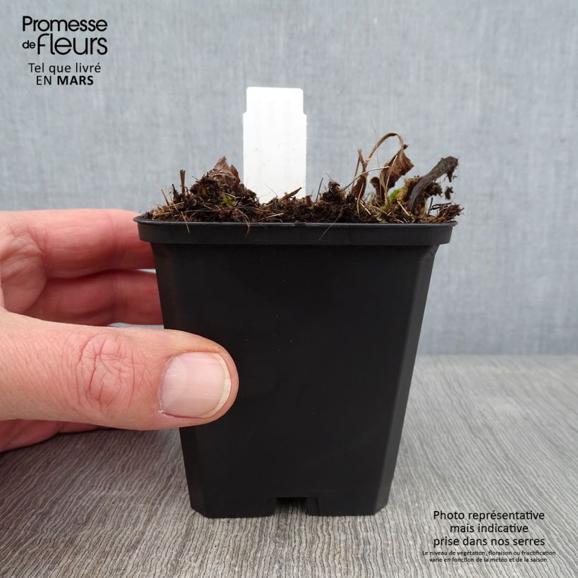 Esimerkki talvella toimitetusta Kaunopunahattu Funky White 8/9 cm taimiruukku-taimesta