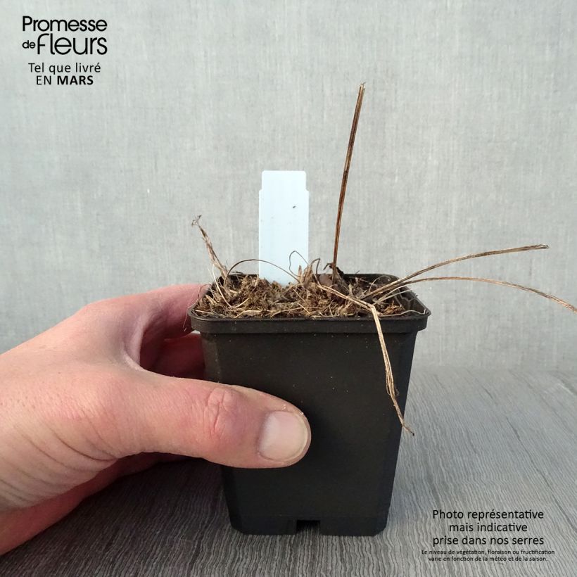 Esimerkki keväällä toimitetusta Kaunopunahattu Funky White Godet de 8/9 cm-taimesta