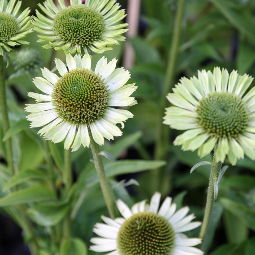 Kaunopunahattu Green Jewel (Kukinta)