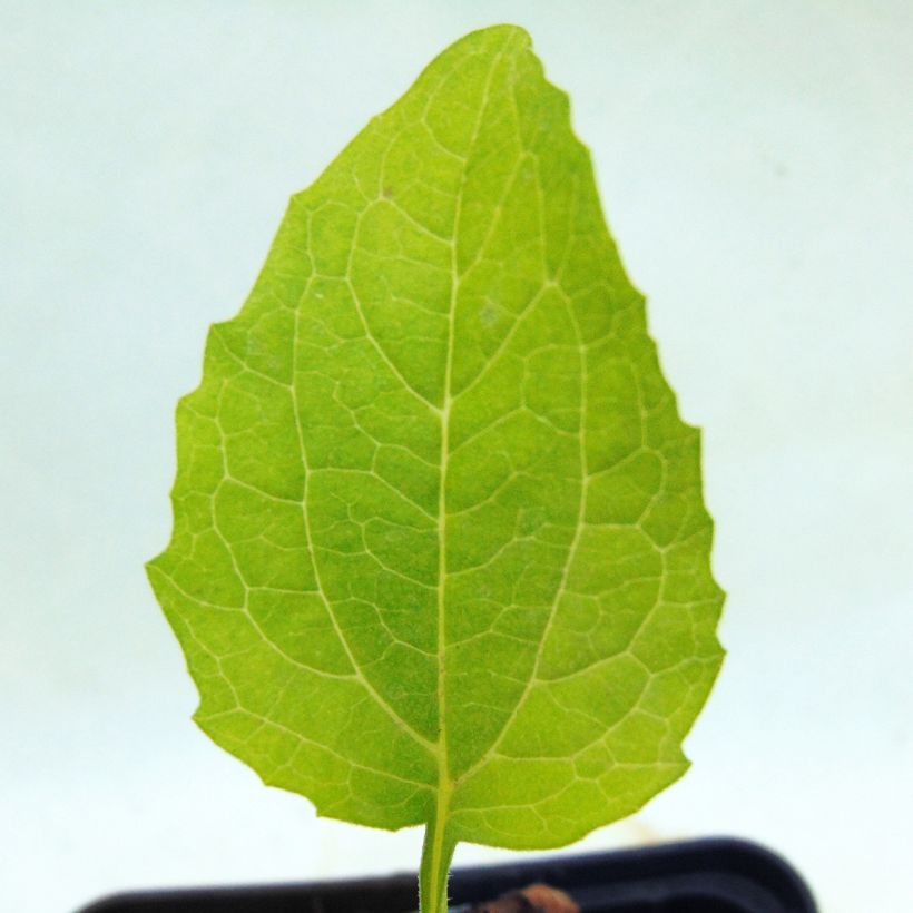 Kaunopunahattu Green Jewel (Lehvistö)