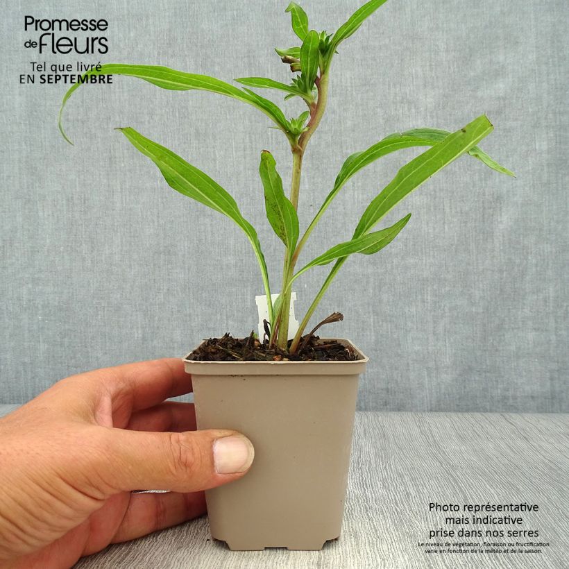 Esimerkki syksyllä toimitetusta Kaunopunahattu Prima Ginger 8/9 cm taimiruukku-taimesta