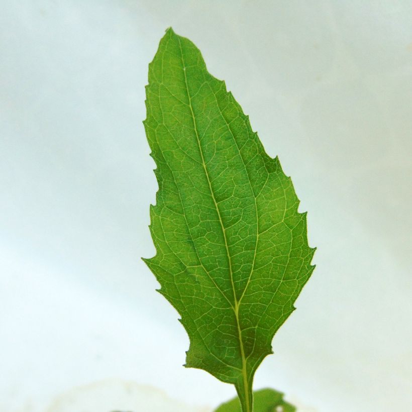 Kaunopunahattu Purity (Lehvistö)