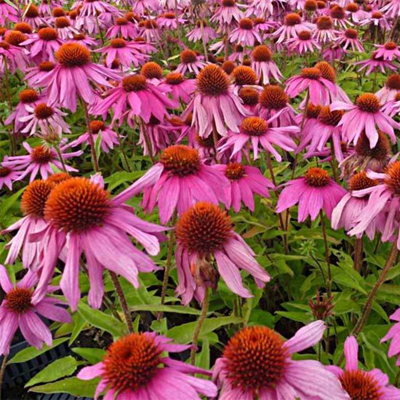 Kaunopunahattu Red Knee High (Kukinta)