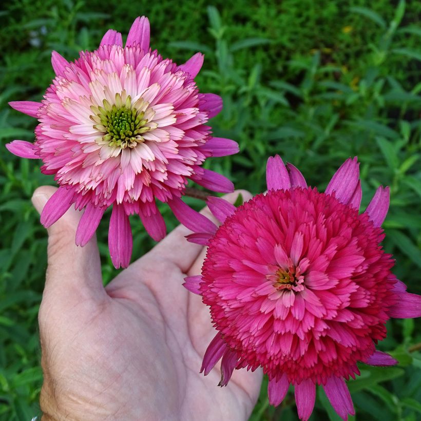 Kaunopunahattu Southern Belle (Kukinta)