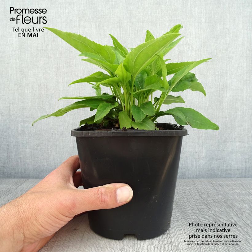 Esimerkki keväällä toimitetusta Kaunopunahattu SunSeekers Apple Green Pot de 1,5L/2L-taimesta