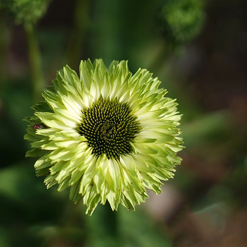 Kaunopunahattu SunSeekers Apple Green (Kukinta)