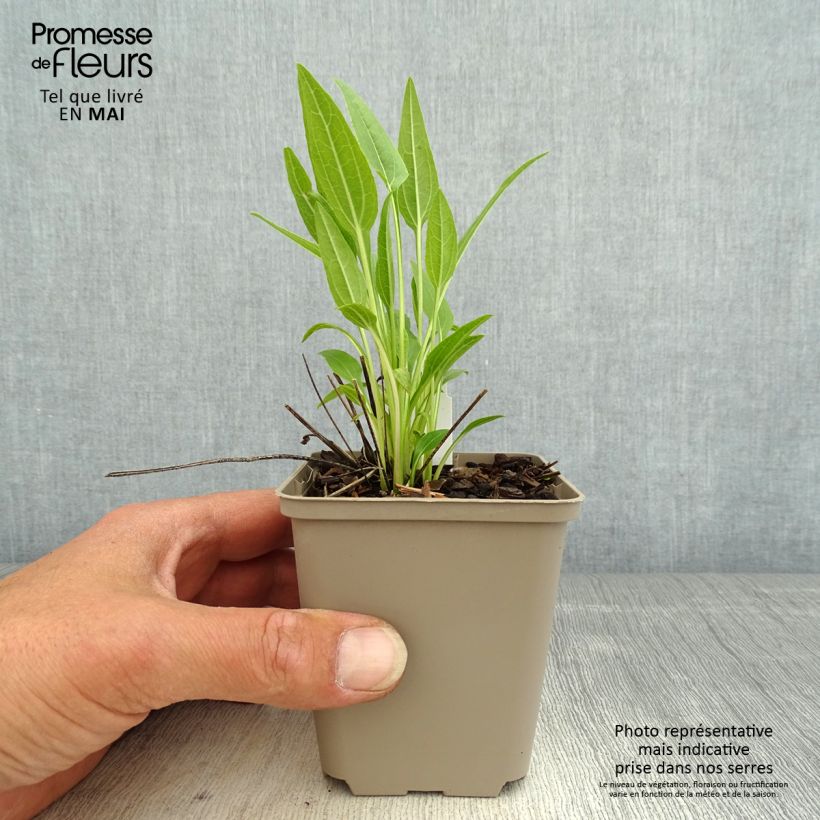 Esimerkki keväällä toimitetusta Kaunopunahattu Sunny Meadow Mama Taimiruukku 8/9 cm-taimesta