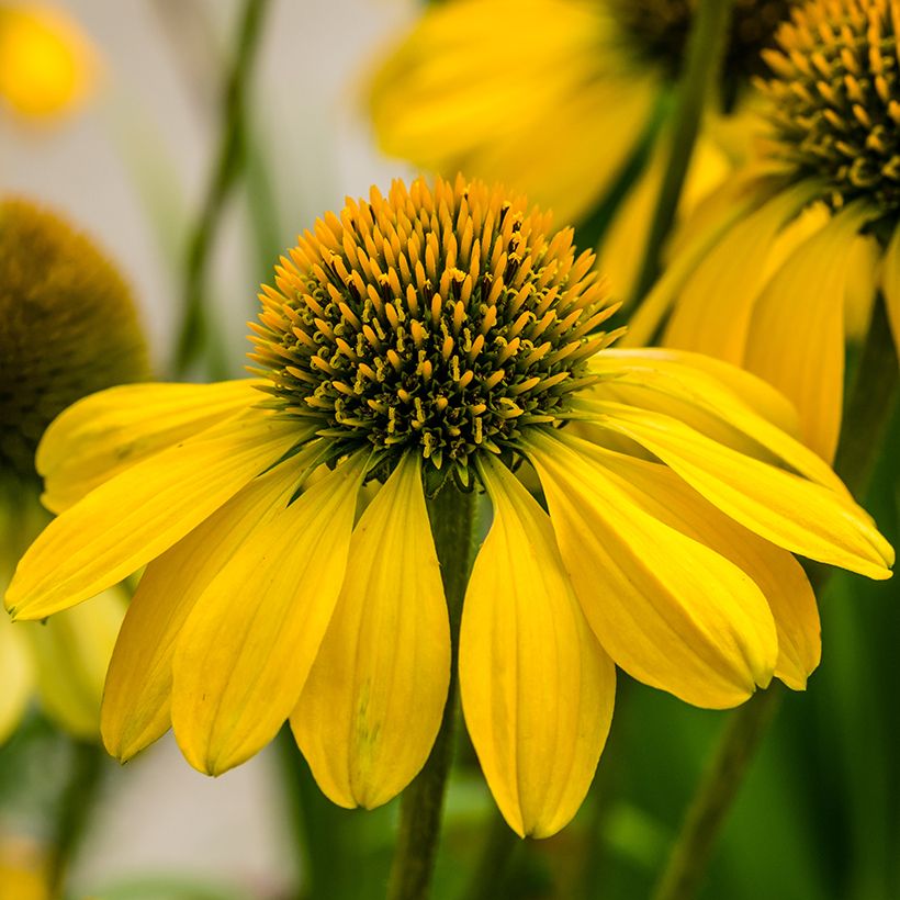 Kaunopunahattu Sunny Meadow Mama (Kukinta)