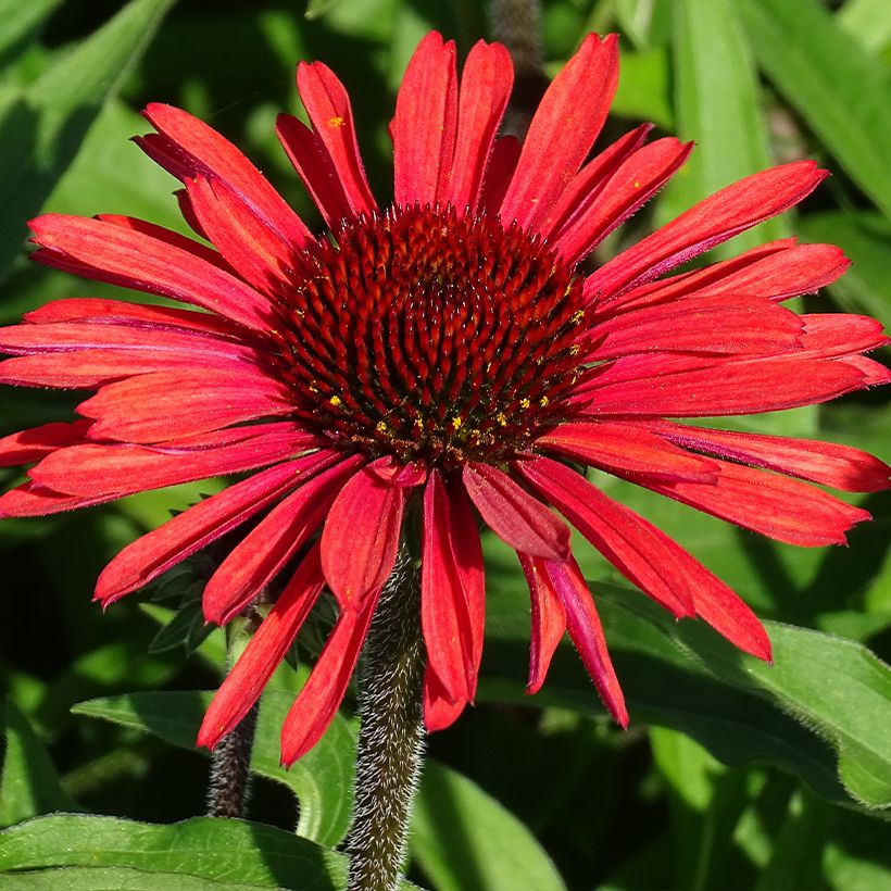 Kaunopunahattu SunSeekers Orange (Kukinta)