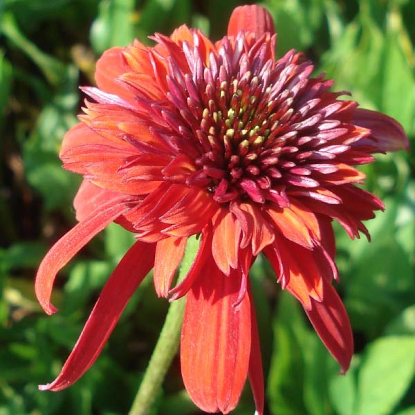 Kaunopunahattu Eccentric (Kukinta)