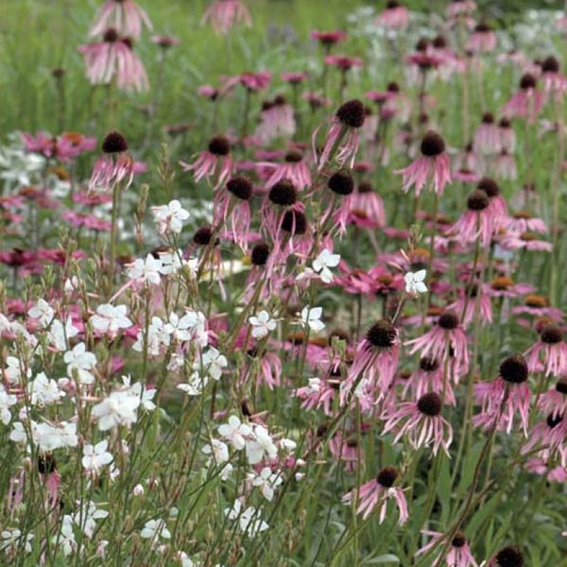 Rohtopunahattu - Echinacea pallida (Kasvutapa)