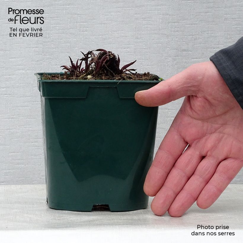 Esimerkki talvella toimitetusta Rohtopunahattu - Echinacea pallida 2 litran/3 litran ruukku-taimesta