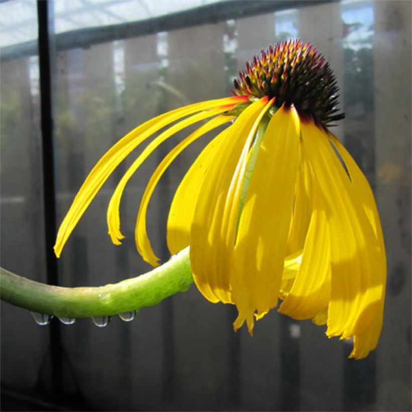 Punahattu - Echinacea paradoxa (Kukinta)